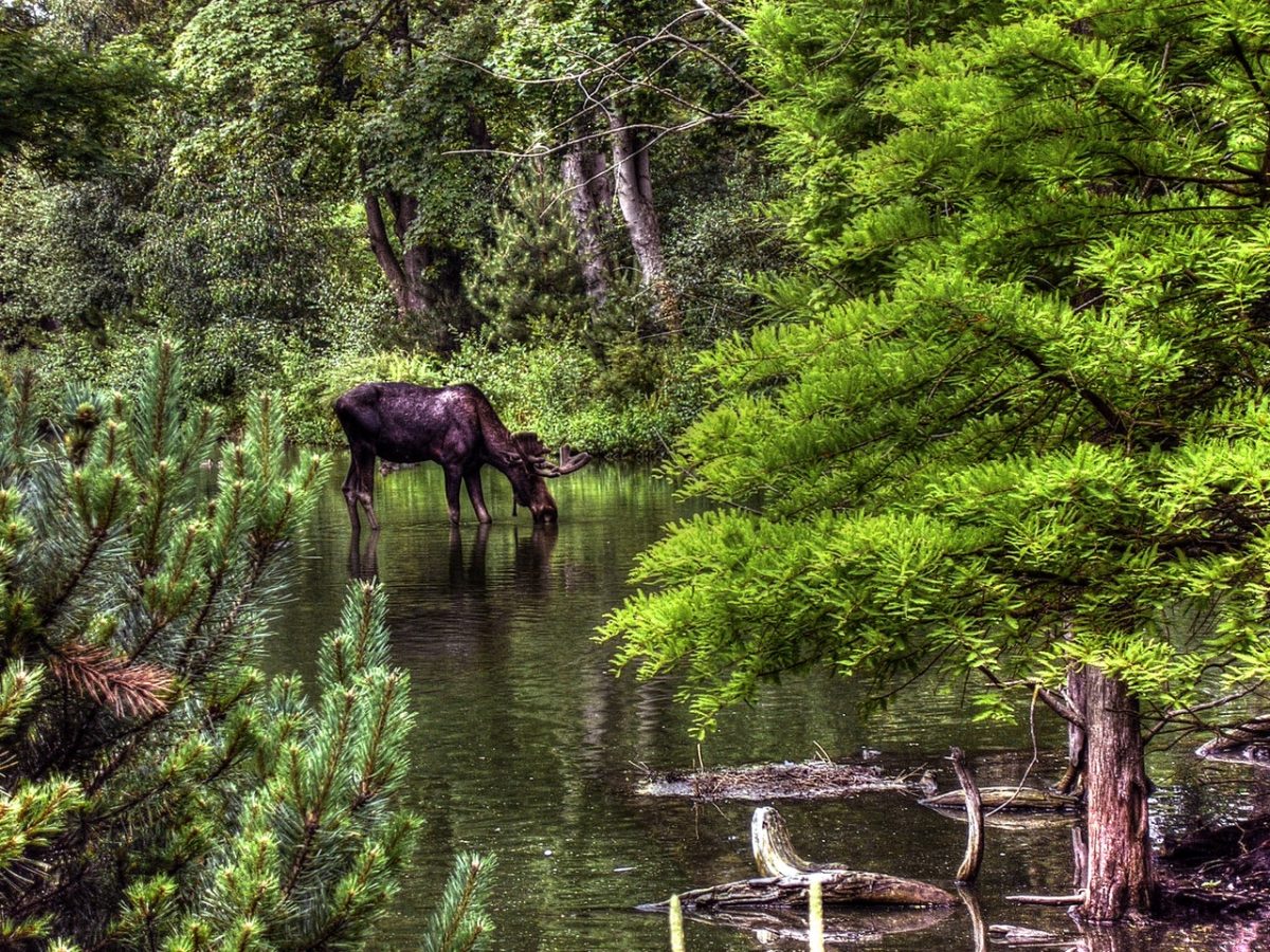 Älg i skogen
