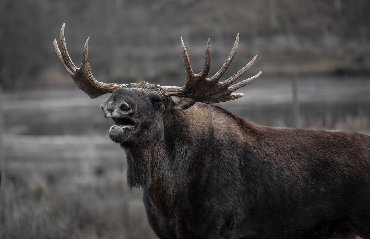 Älg i vacker landskap
