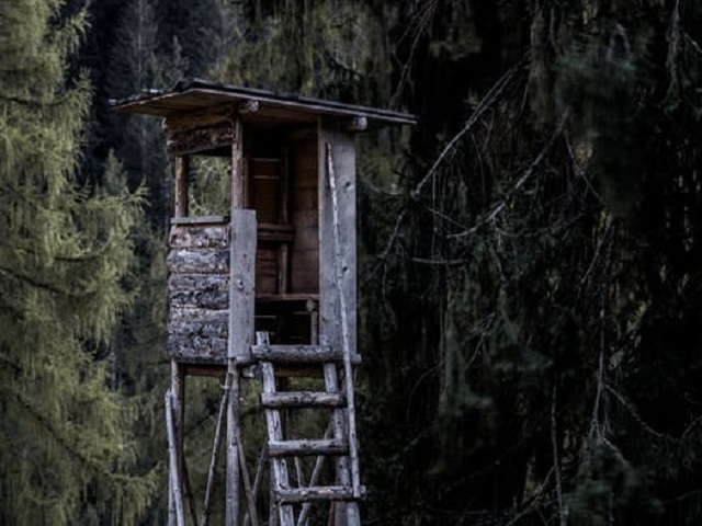 Jakttorn i skog
